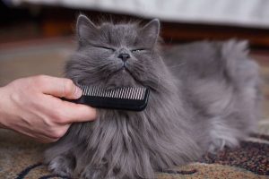 شانه زدن موهای گربه پرشین