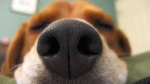 بویایی سگ ها